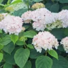 kokveida-hortenzija-hydrangea-arborescens-candybelle-marshmallow-1 kokveida hortenzija hydrangea arborescens candybelle marshmallow