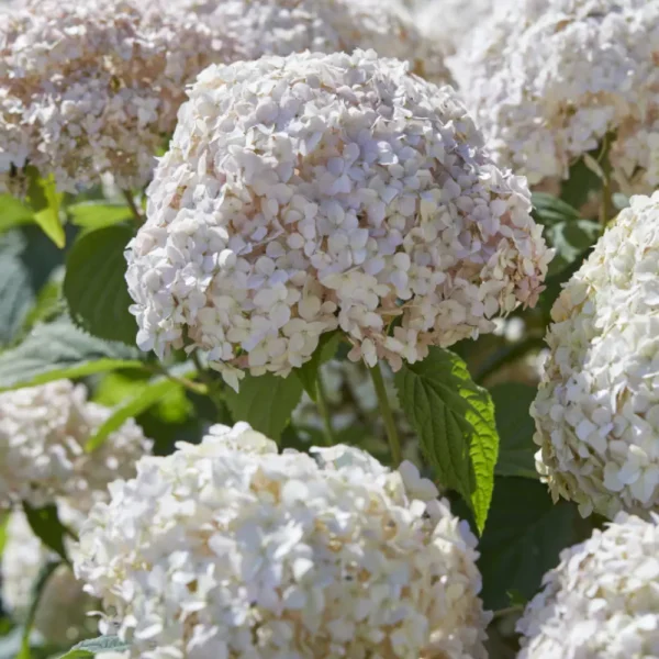 kokveida-hortenzija-hydrangea-arborescens-candybelle-marshmallow-2 kokveida hortenzija hydrangea arborescens candybelle marshmallow