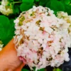 kokveida-hortenzija-hydrangea-arborescens-candybelle-marshmallow-3 kokveida hortenzija hydrangea arborescens candybelle marshmallow
