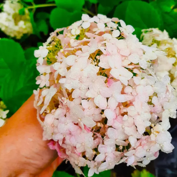 kokveida-hortenzija-hydrangea-arborescens-candybelle-marshmallow-3 kokveida hortenzija hydrangea arborescens candybelle marshmallow