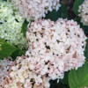 kokveida-hortenzija-hydrangea-arborescens-candybelle-marshmallow-4 kokveida hortenzija hydrangea arborescens candybelle marshmallow