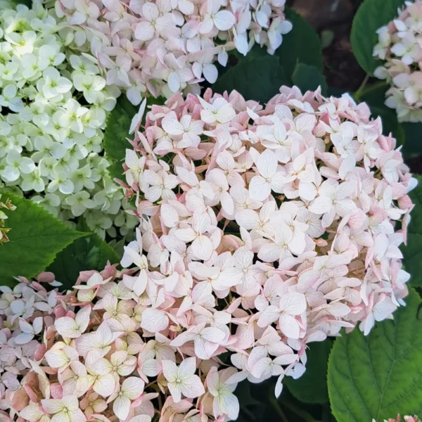kokveida-hortenzija-hydrangea-arborescens-candybelle-marshmallow-4 kokveida hortenzija hydrangea arborescens candybelle marshmallow
