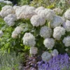 kokveida-hortenzija-hydrangea-arborescens-candybelle-marshmallow-5 kokveida hortenzija hydrangea arborescens candybelle marshmallow
