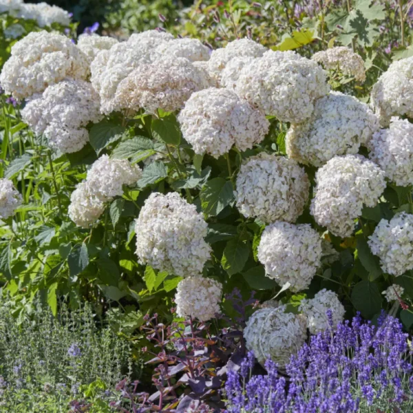 kokveida-hortenzija-hydrangea-arborescens-candybelle-marshmallow-5 kokveida hortenzija hydrangea arborescens candybelle marshmallow
