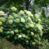 kokveida hortenzija hydrangea arborescens lime rickey