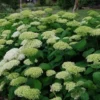 kokveida hortenzija hydrangea arborescens lime rickey