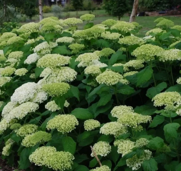 kokveida hortenzija hydrangea arborescens lime rickey