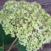 kokveida hortenzija hydrangea arborescens lime rickey