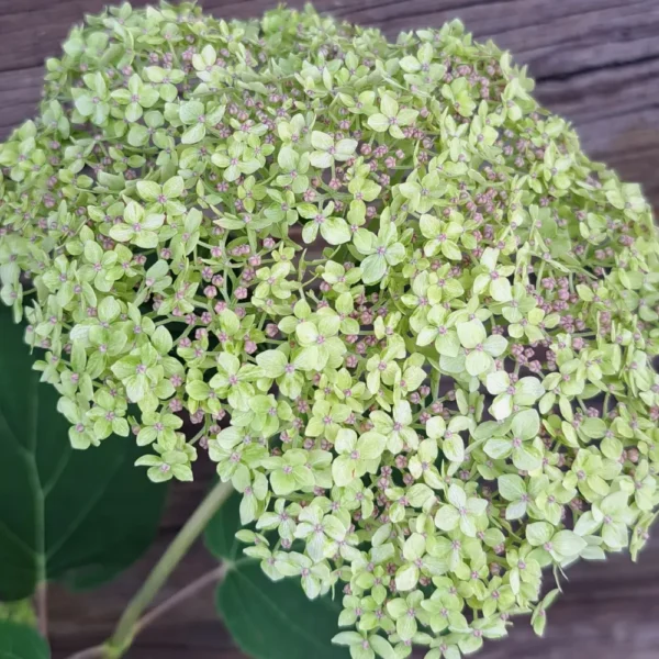 kokveida hortenzija hydrangea arborescens lime rickey