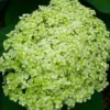 kokveida hortenzija hydrangea arborescens lime rickey