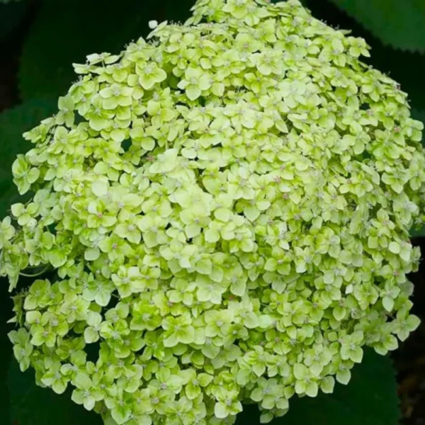 kokveida hortenzija hydrangea arborescens lime rickey