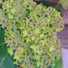 kokveida hortenzija hydrangea arborescens lime rickey