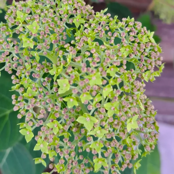 kokveida hortenzija hydrangea arborescens lime rickey