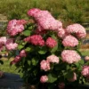 kokveida-hortenzija-hydrangea-arborescens-magical-dark-pink-1 kokveida hortenzija hydrangea arborescens magical dark pink