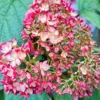 kokveida-hortenzija-hydrangea-arborescens-magical-dark-pink-2 kokveida hortenzija hydrangea arborescens magical dark pink