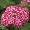 kokveida-hortenzija-hydrangea-arborescens-magical-dark-pink-3 kokveida hortenzija hydrangea arborescens magical dark pink