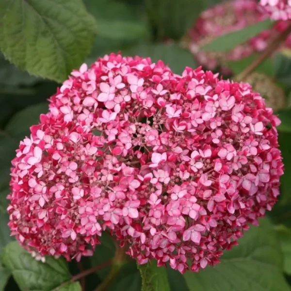 kokveida-hortenzija-hydrangea-arborescens-magical-dark-pink-3 kokveida hortenzija hydrangea arborescens magical dark pink