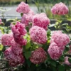 kokveida-hortenzija-hydrangea-arborescens-magical-dark-pink-4 kokveida hortenzija hydrangea arborescens magical dark pink