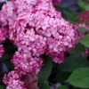 kokveida hortenzija hydrangea arborescens ruby annabelle ncha3