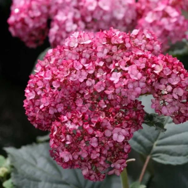 kokveida hortenzija hydrangea arborescens ruby annabelle ncha3