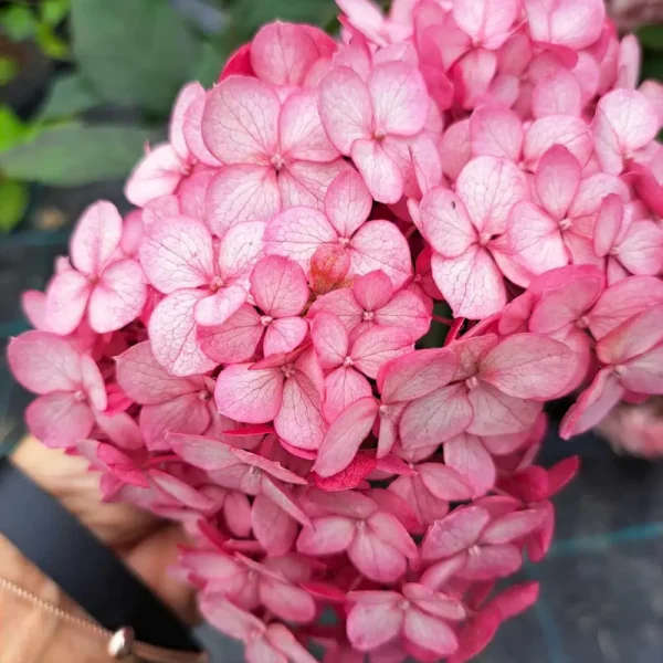 kokveida hortenzija hydrangea arborescens ruby annabelle ncha3
