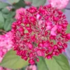 kokveida hortenzija hydrangea arborescens ruby annabelle ncha3