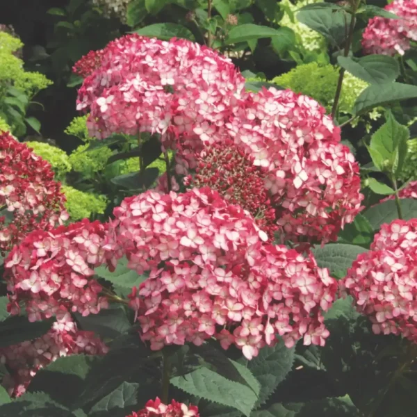 kokveida hortenzija hydrangea arborescens ruby annabelle ncha3