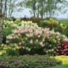 pinky-winky-hydrangea-paniculata-skaraina-hortenzija.webp Pinky Winky | Skarainā hortenzija Hydrangea paniculata