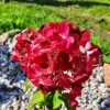 skaraina hortenzija diamond rouge