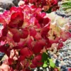skaraina hortenzija diamond rouge