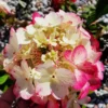 skaraina hortenzija diamond rouge