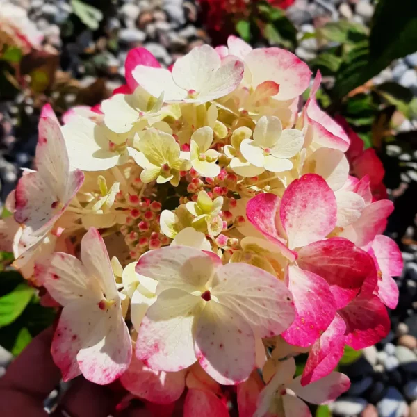 skaraina hortenzija diamond rouge