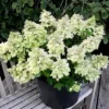 skaraina hortenzija hydrangea paniculata bee happy