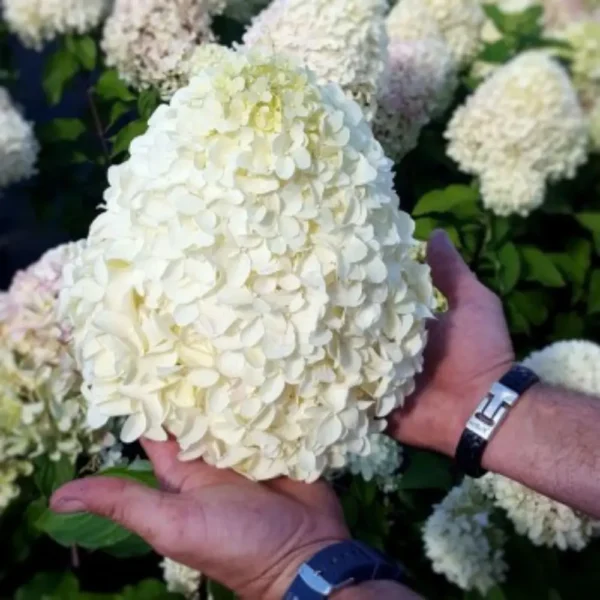 skaraina hortenzija hydrangea paniculata bee happy