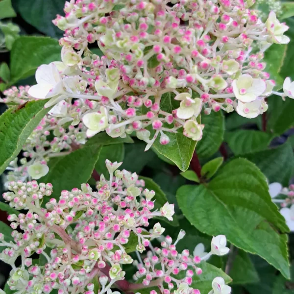 skaraina hortenzija hydrangea paniculata bee happy