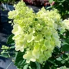 skaraina hortenzija hydrangea paniculata bee happy