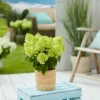 skaraina hortenzija hydrangea paniculata bloomulus cloud fluffa