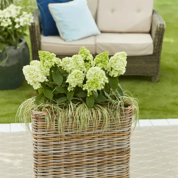 skaraina hortenzija hydrangea paniculata bloomulus cloud fluffa