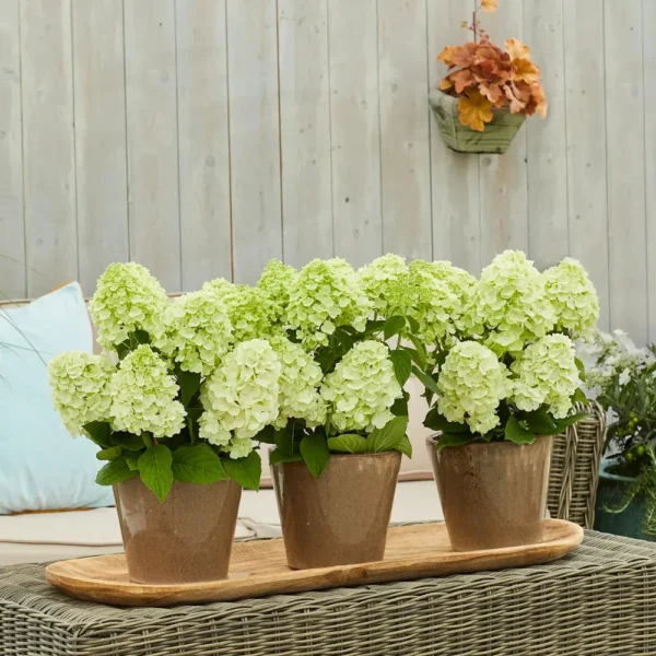 skaraina hortenzija hydrangea paniculata bloomulus cloud fluffa
