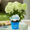 skaraina hortenzija hydrangea paniculata bloomulus cloud fluffa