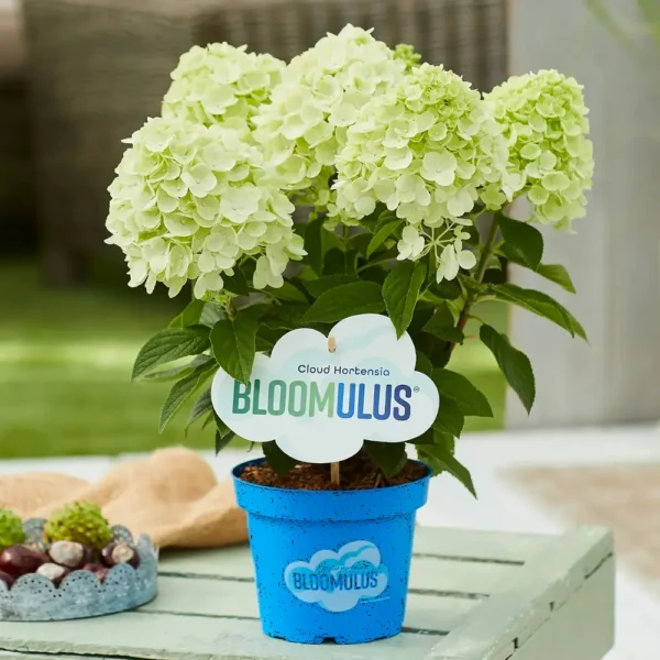 skaraina hortenzija hydrangea paniculata bloomulus cloud fluffa