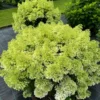 skaraina-hortenzija-hydrangea-paniculata-bobo-1 skaraina hortenzija hydrangea paniculata bobo