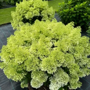 skaraina hortenzija hydrangea paniculata bobo