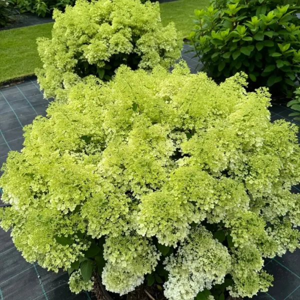 skaraina-hortenzija-hydrangea-paniculata-bobo-1 skaraina hortenzija hydrangea paniculata bobo