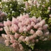 skaraina-hortenzija-hydrangea-paniculata-bobo-2 skaraina hortenzija hydrangea paniculata bobo