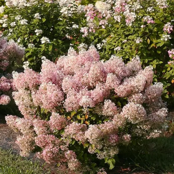 skaraina-hortenzija-hydrangea-paniculata-bobo-2 skaraina hortenzija hydrangea paniculata bobo