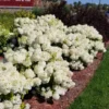 skaraina-hortenzija-hydrangea-paniculata-bobo-3 skaraina hortenzija hydrangea paniculata bobo