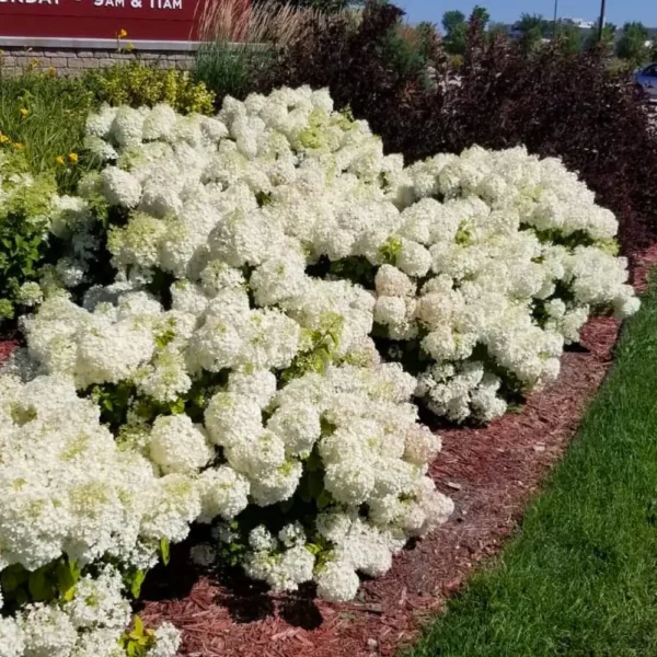 skaraina-hortenzija-hydrangea-paniculata-bobo-3 skaraina hortenzija hydrangea paniculata bobo