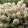 skaraina-hortenzija-hydrangea-paniculata-bobo-4 skaraina hortenzija hydrangea paniculata bobo