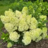 skaraina hortenzija hydrangea paniculata gardenlight lemonlight